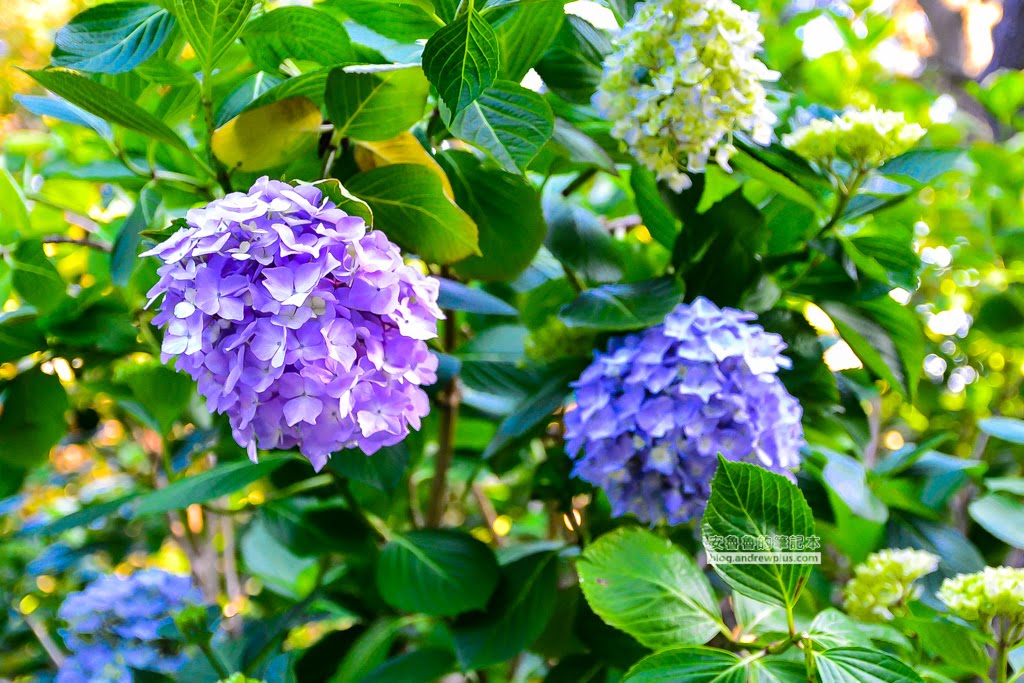影島太宗台繡球花,太宗寺繡球花,太宗臺紫陽花,釜山影島景點