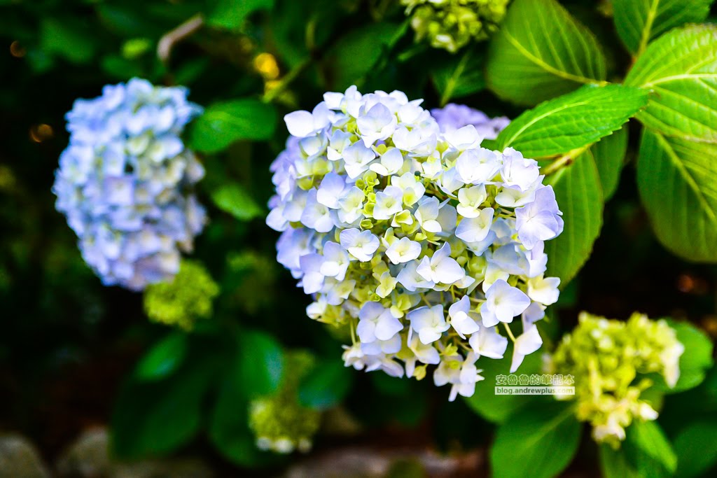 影島太宗台繡球花,太宗寺繡球花,太宗臺紫陽花,釜山影島景點