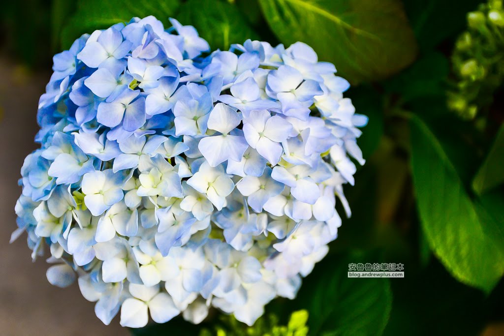 影島太宗台繡球花,太宗寺繡球花,太宗臺紫陽花,釜山影島景點