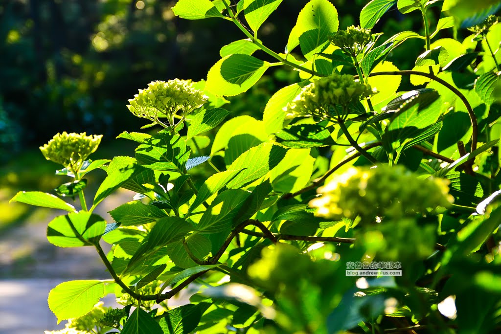 影島太宗台繡球花,太宗寺繡球花,太宗臺紫陽花,釜山影島景點