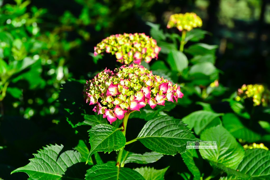 影島太宗台繡球花,太宗寺繡球花,太宗臺紫陽花,釜山影島景點