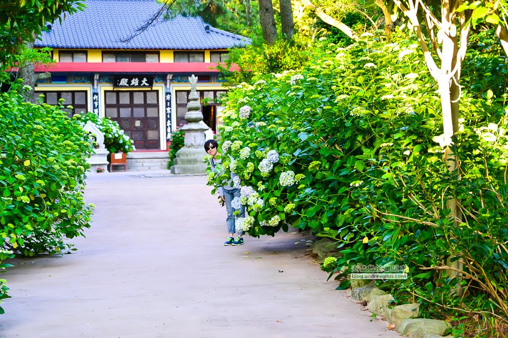 影島太宗台繡球花,太宗寺繡球花,太宗臺紫陽花,釜山影島景點