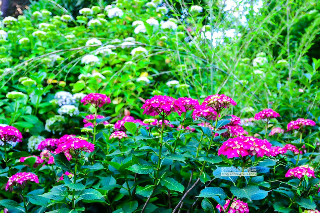 影島太宗台繡球花,太宗寺繡球花,太宗臺紫陽花,釜山影島景點
