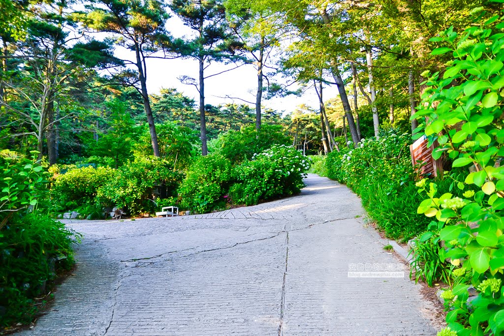 影島太宗台繡球花,太宗寺繡球花,太宗臺紫陽花,釜山影島景點