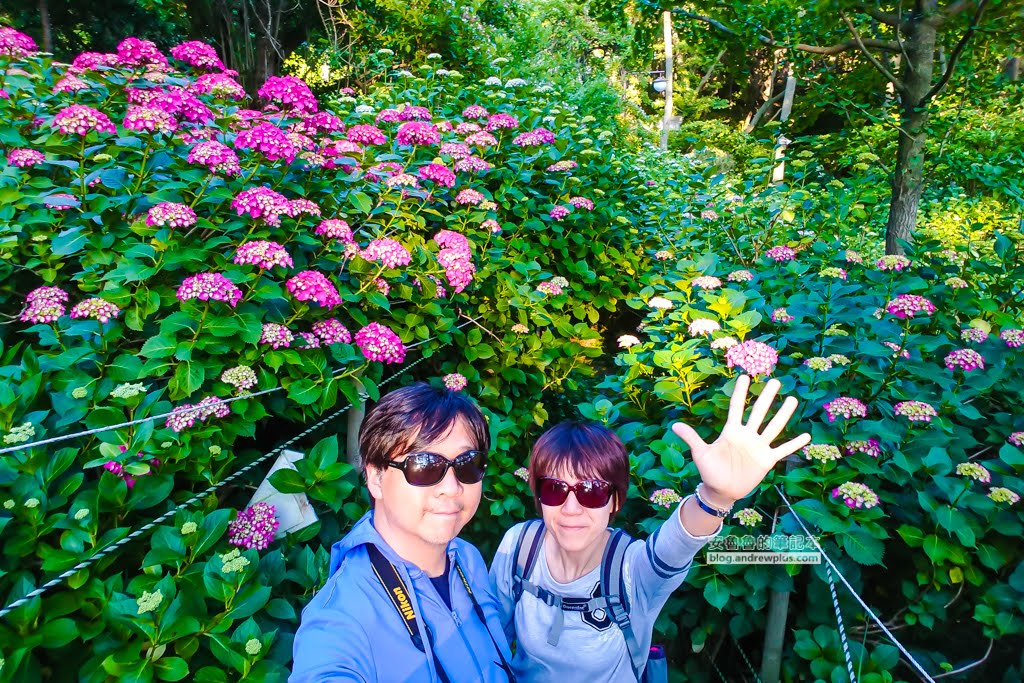 影島太宗台繡球花,太宗寺繡球花,太宗臺紫陽花,釜山影島景點