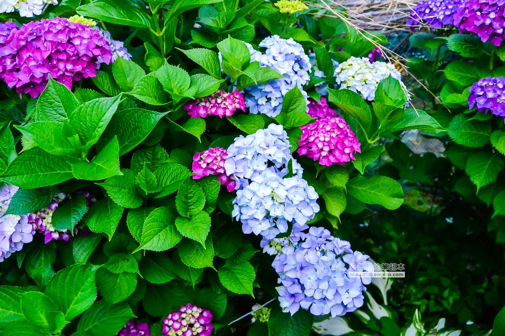 影島太宗台繡球花,太宗寺繡球花,太宗臺紫陽花,釜山影島景點