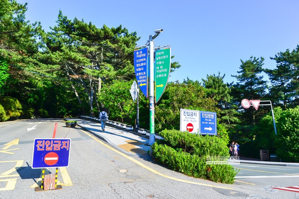 影島太宗台繡球花,太宗寺繡球花,太宗臺紫陽花,釜山影島景點