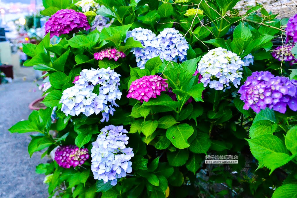 影島太宗台繡球花,太宗寺繡球花,太宗臺紫陽花,釜山影島景點