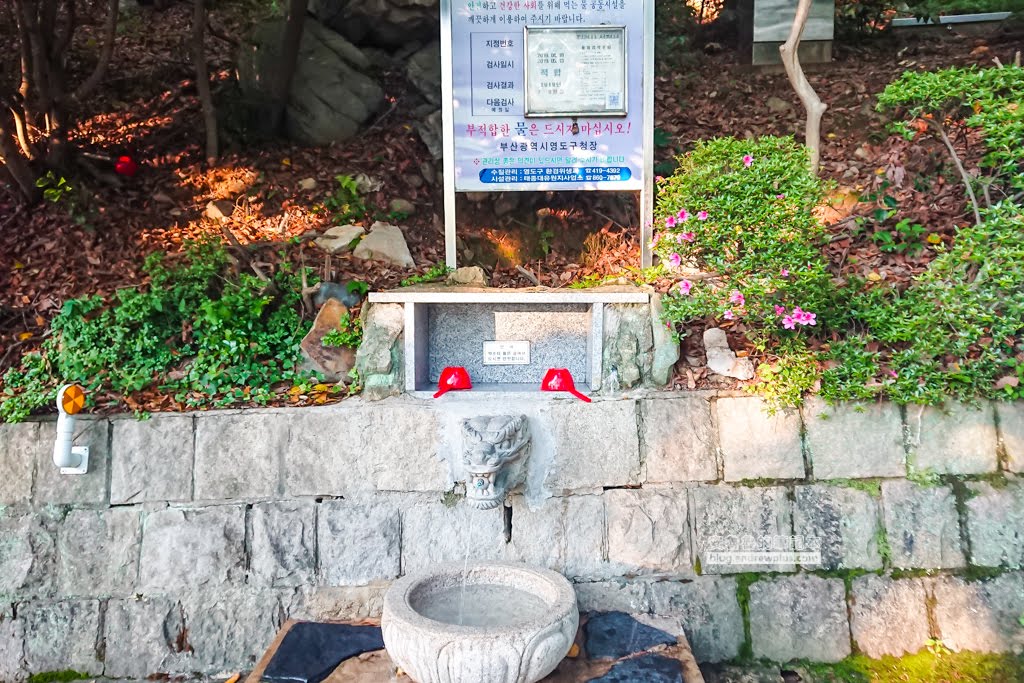 影島太宗台繡球花,太宗寺繡球花,太宗臺紫陽花,釜山影島景點