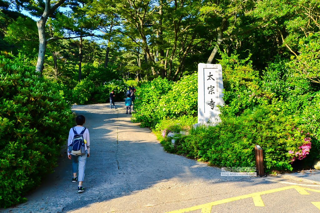 影島太宗台繡球花,太宗寺繡球花,太宗臺紫陽花,釜山影島景點