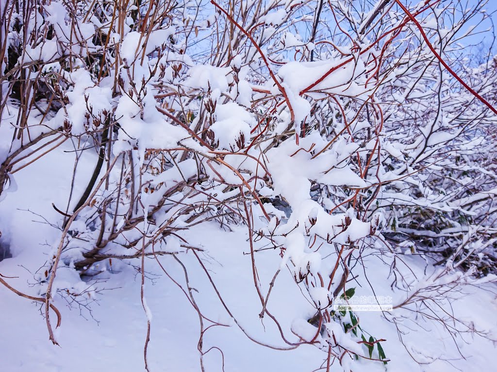 妙高滑雪場|赤倉觀光度假滑雪場:一班纜車滑下山AkakuraKankoResort上 33 赤倉溫泉滑雪度假,赤倉觀光度假滑雪場,akakura-kanko-resort
