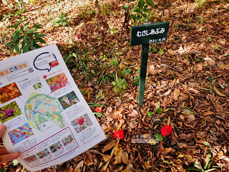 institute of nature study 09 - 國立科學博物館附屬自然教育園