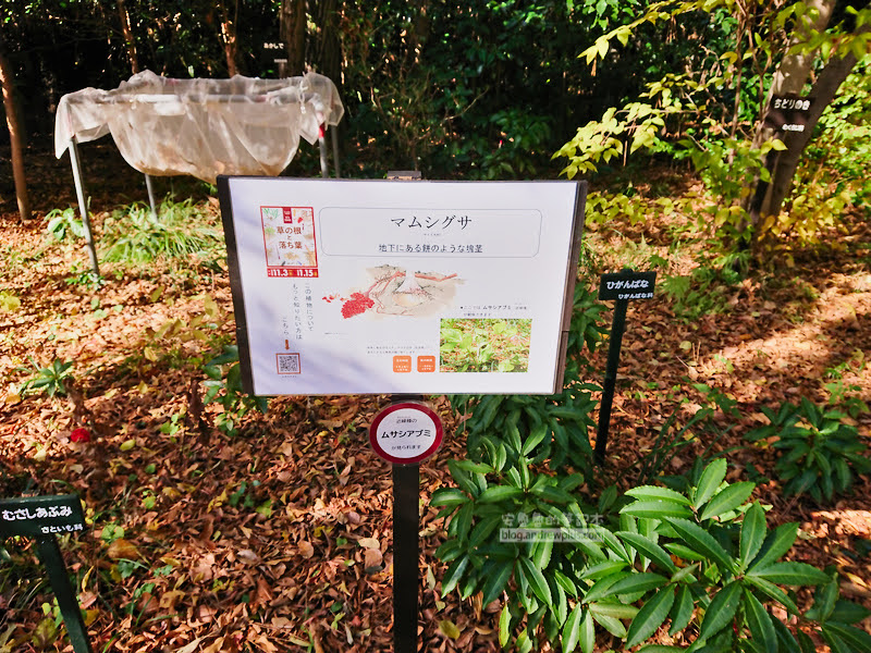 institute of nature study 10 - 國立科學博物館附屬自然教育園