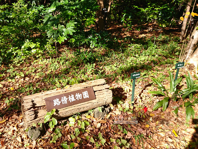 institute of nature study 11 - 國立科學博物館附屬自然教育園