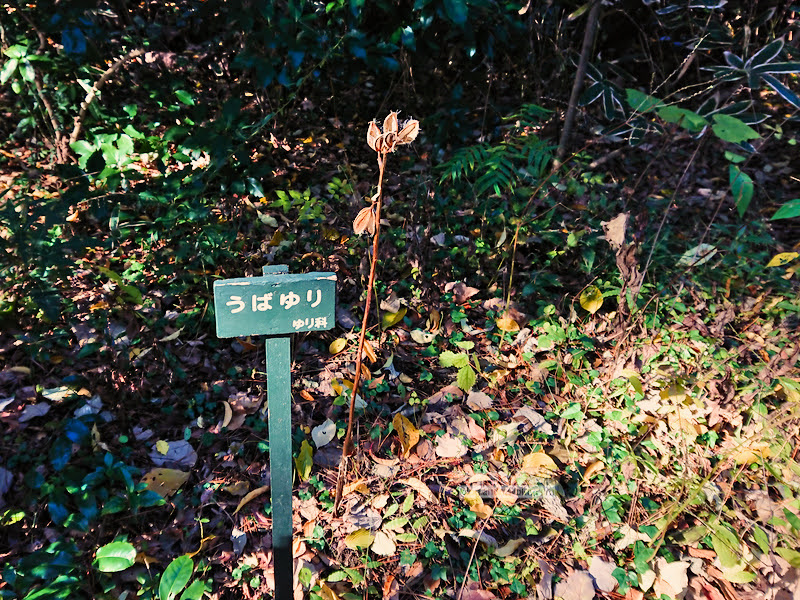 institute of nature study 12 - 國立科學博物館附屬自然教育園