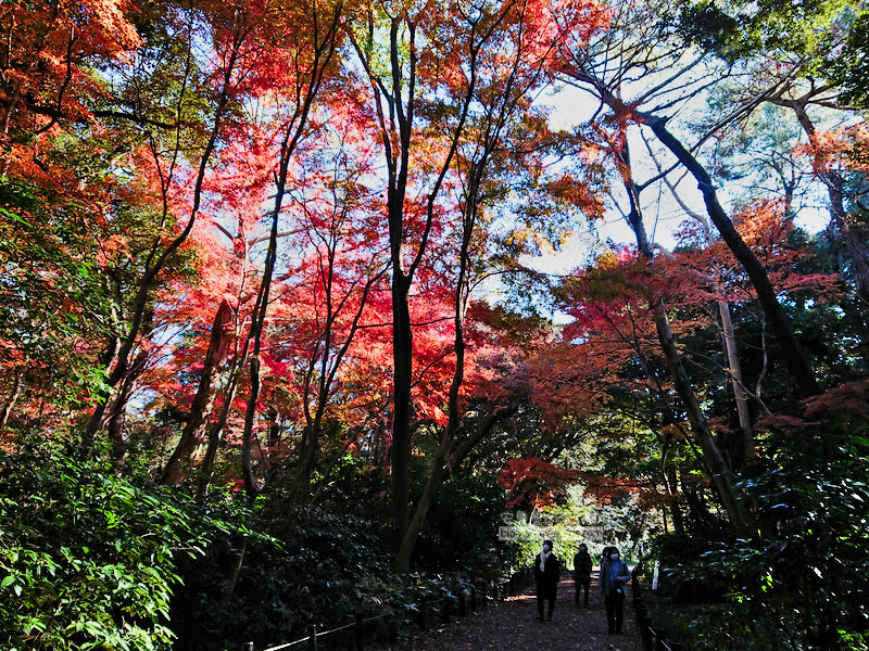 institute of nature study 15 - 國立科學博物館附屬自然教育園