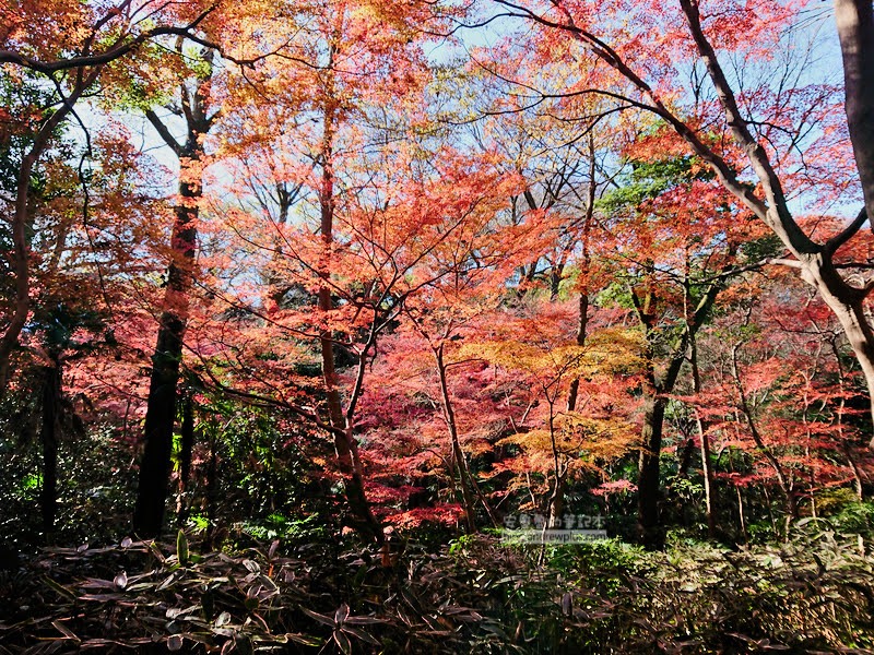 institute of nature study 20 - 國立科學博物館附屬自然教育園
