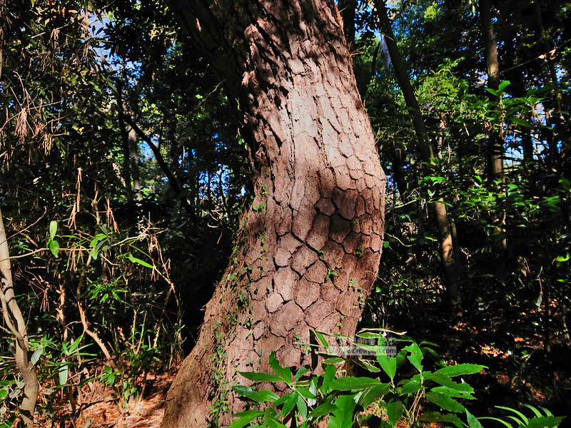institute of nature study 21 - 國立科學博物館附屬自然教育園