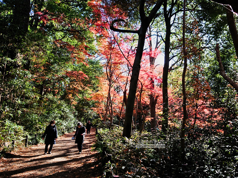 institute of nature study 22 - 國立科學博物館附屬自然教育園
