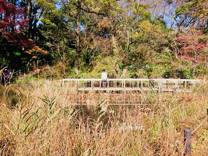 institute of nature study 25 - 國立科學博物館附屬自然教育園
