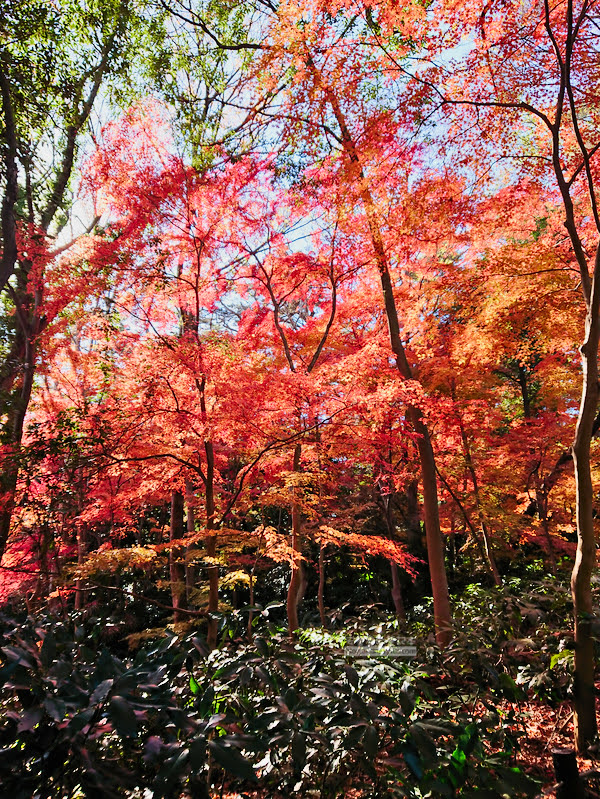 institute of nature study 26 - 國立科學博物館附屬自然教育園