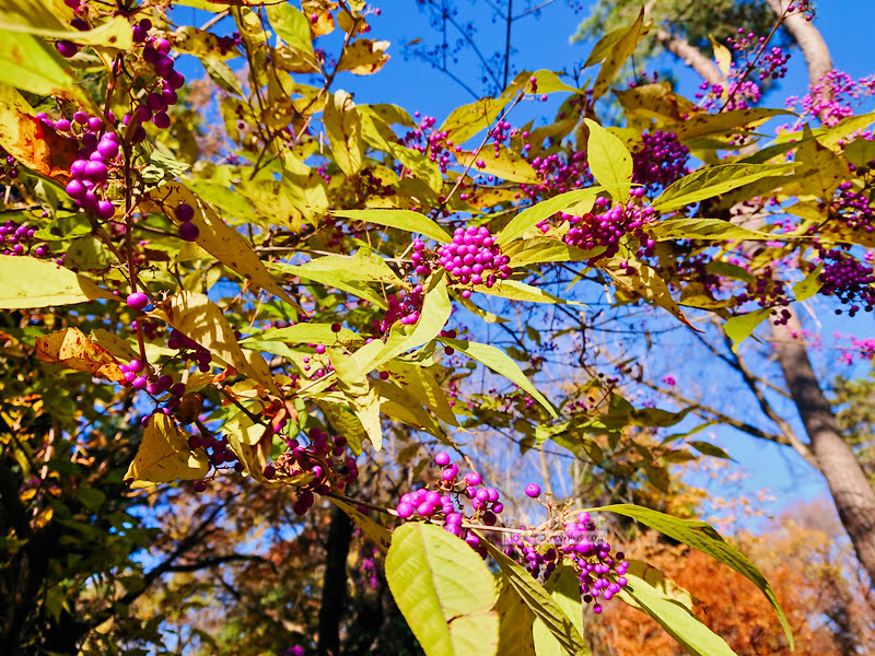 institute of nature study 30 - 國立科學博物館附屬自然教育園
