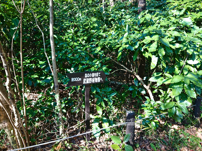 institute of nature study 31 - 國立科學博物館附屬自然教育園