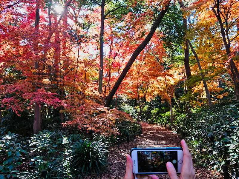 東京景點|國立科學博物館附屬自然教育園:賞楓楓葉名所,東京都散步吸收芬多精