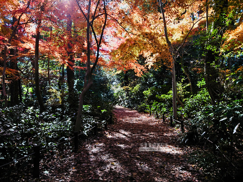 institute of nature study 34 - 國立科學博物館附屬自然教育園