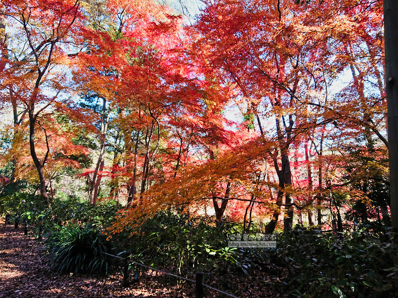 institute of nature study 35 - 國立科學博物館附屬自然教育園