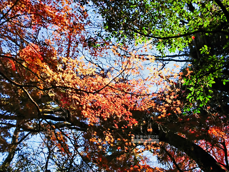 institute of nature study 37 - 國立科學博物館附屬自然教育園