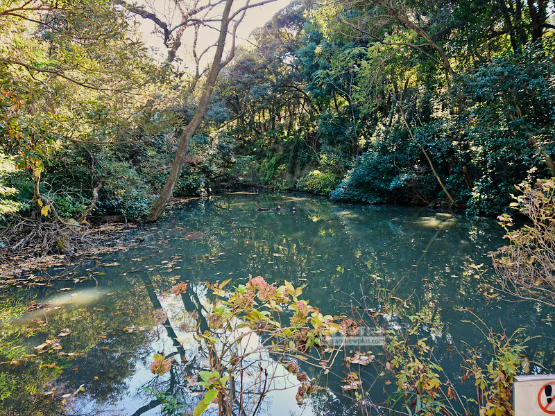 institute of nature study 38 - 國立科學博物館附屬自然教育園