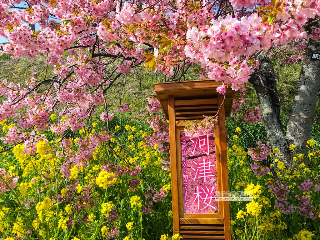 日本賞櫻,日本河津櫻,賞櫻景點
