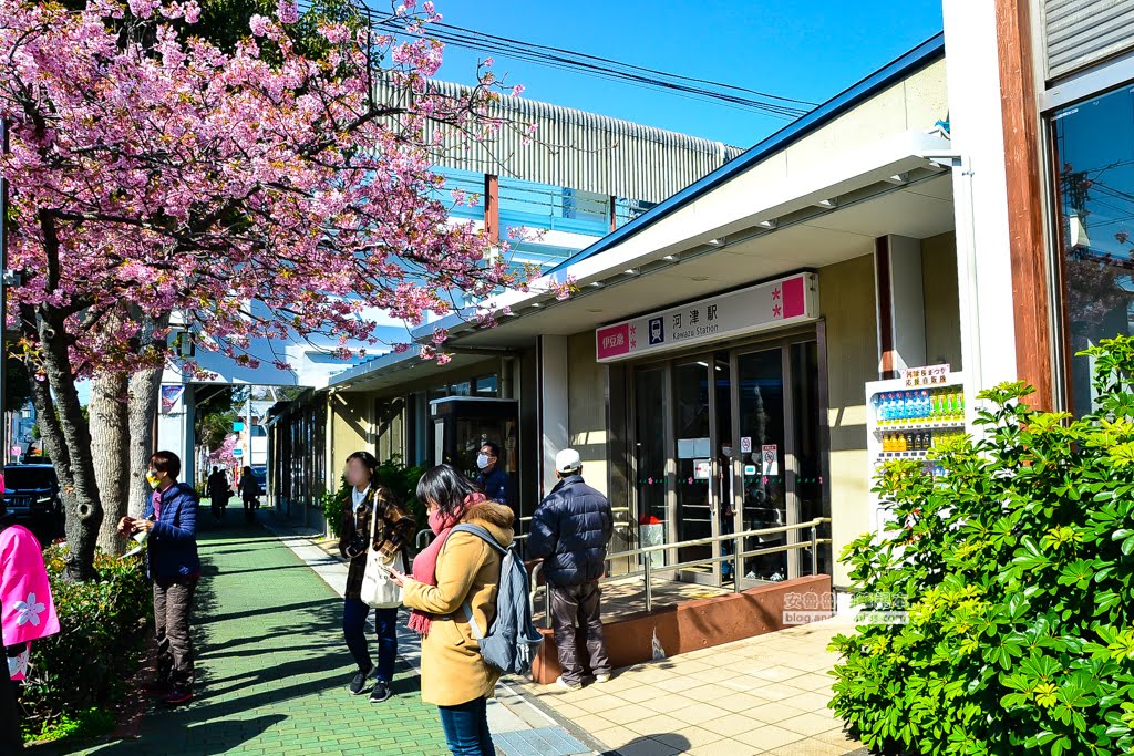 日本賞櫻,日本河津櫻,賞櫻景點