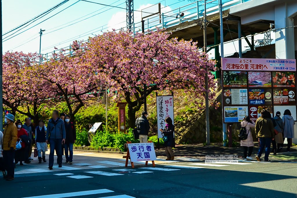 日本賞櫻,日本河津櫻,賞櫻景點