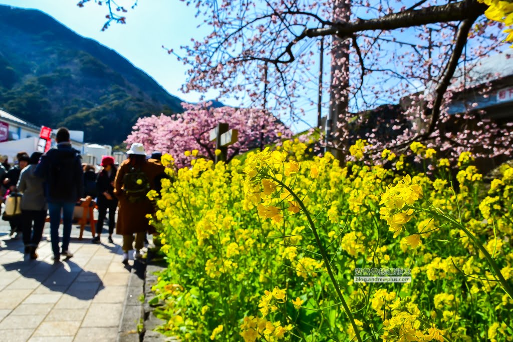 日本賞櫻,日本河津櫻,賞櫻景點