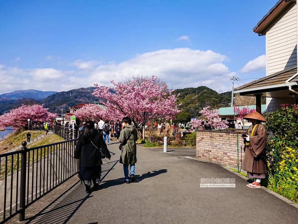 日本賞櫻,日本河津櫻,賞櫻景點