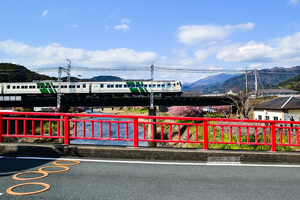 日本賞櫻,日本河津櫻,賞櫻景點