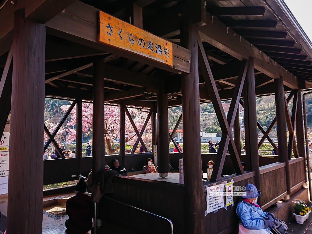 日本賞櫻,日本河津櫻,賞櫻景點