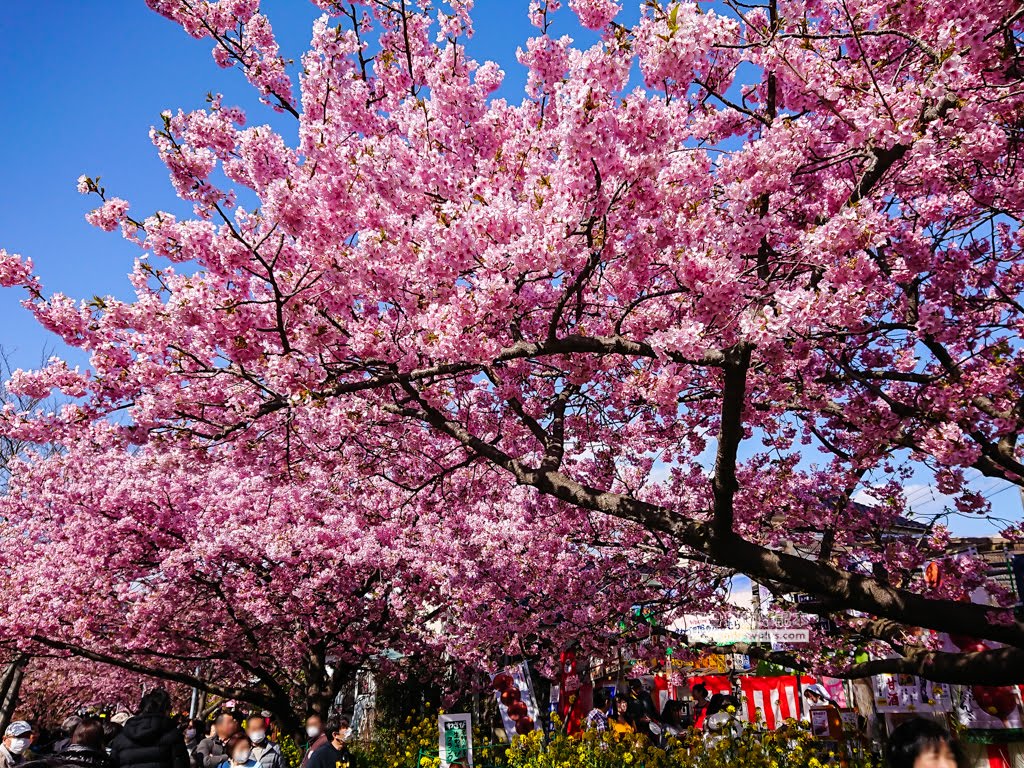 日本賞櫻,日本河津櫻,賞櫻景點