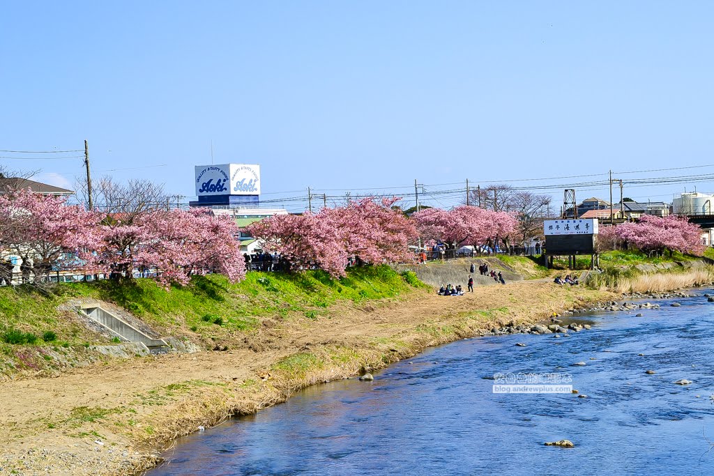 日本賞櫻,日本河津櫻,賞櫻景點