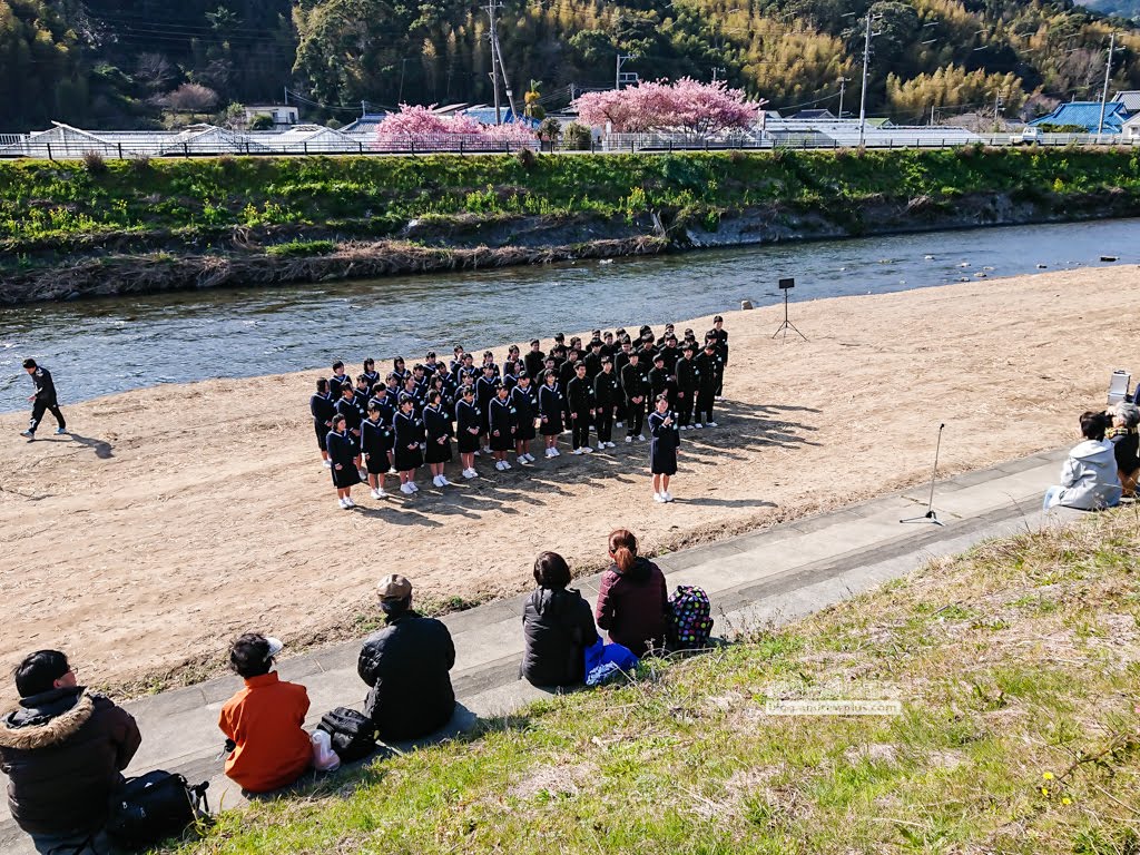 日本賞櫻,日本河津櫻,賞櫻景點