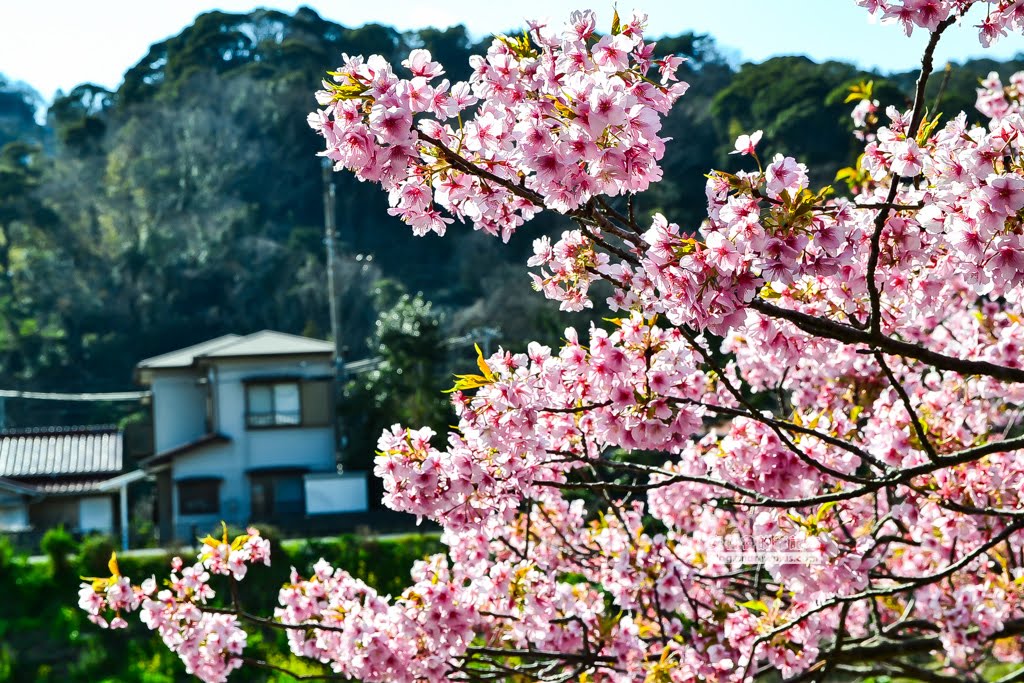 日本賞櫻,日本河津櫻,賞櫻景點