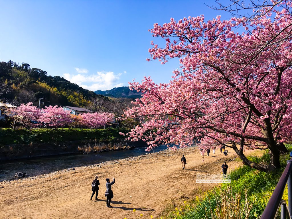 日本賞櫻,日本河津櫻,賞櫻景點