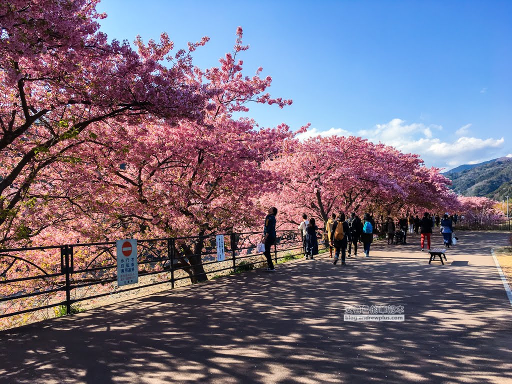 日本賞櫻去-哪裡看最美櫻花,櫻吹雪? 春天就是要去日本賞櫻