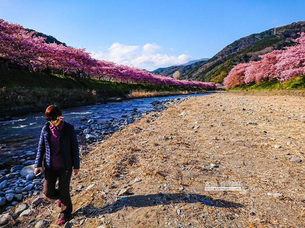 日本賞櫻,日本河津櫻,賞櫻景點