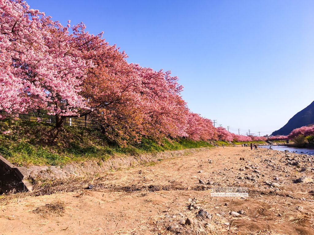日本賞櫻,日本河津櫻,賞櫻景點