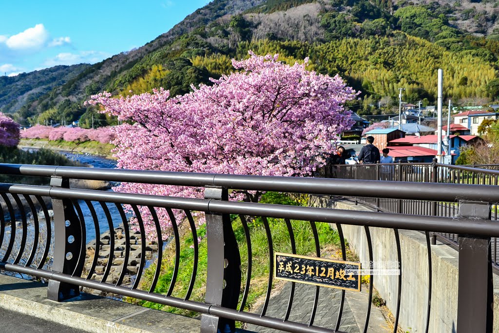 日本賞櫻,日本河津櫻,賞櫻景點