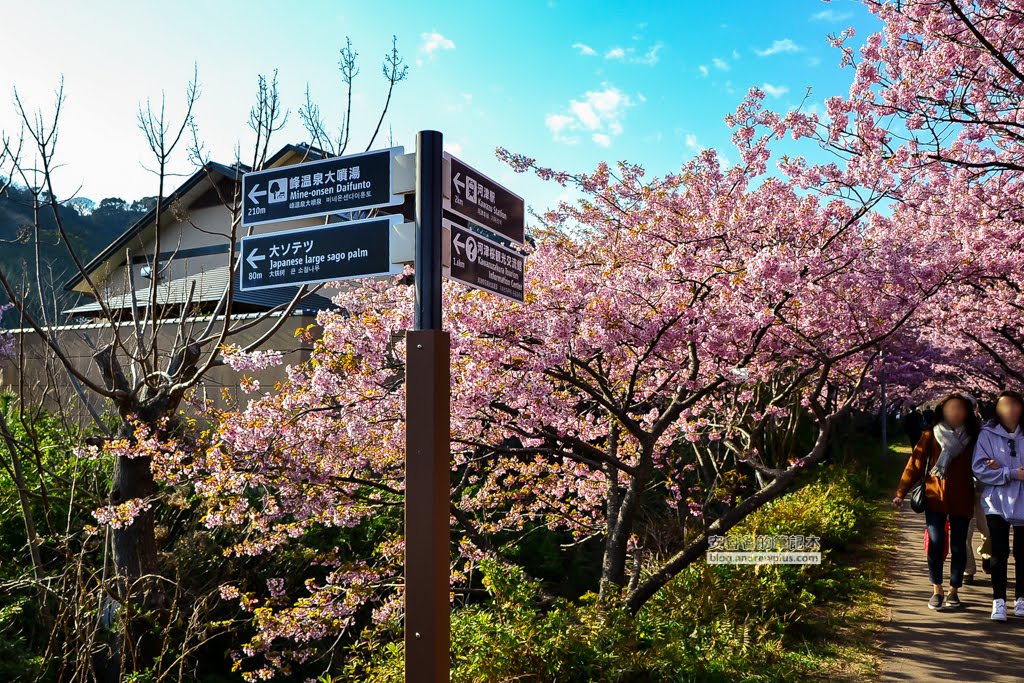 日本賞櫻,日本河津櫻,賞櫻景點