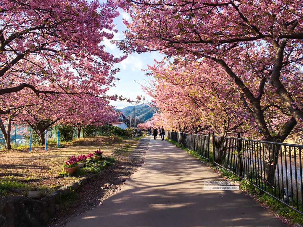 日本賞櫻,日本河津櫻,賞櫻景點
